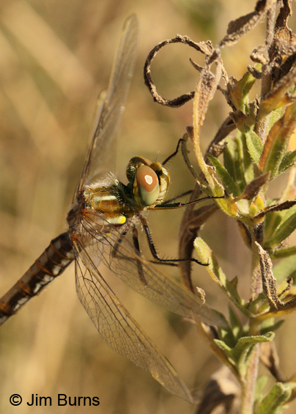 Variegated Meadowhawk teneral female, Cochise Co., AZ, October 2012
