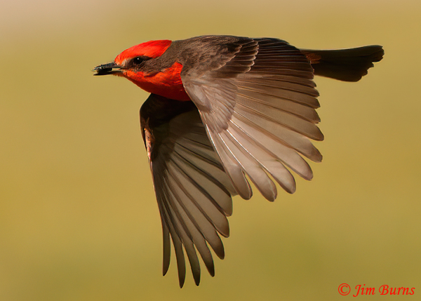Vermilion Flycatcher male in flight with insect catch--7991