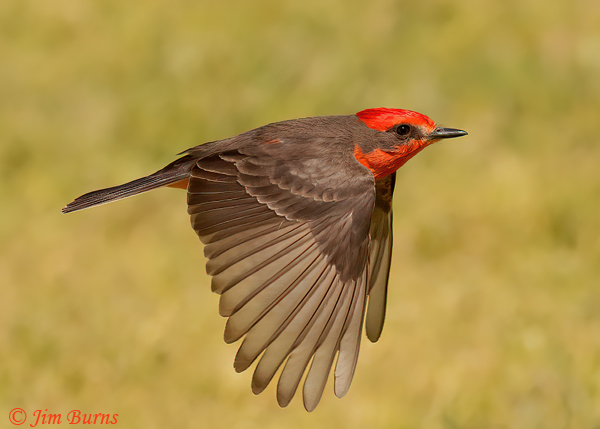 Vermilion Flycatcher chasing flying insects--8134