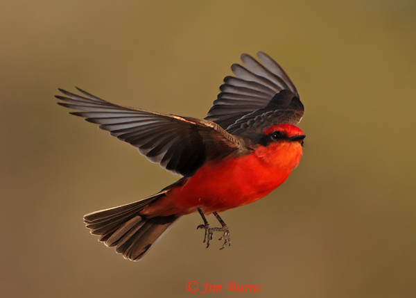 Vermilion Flycatcher male chasing flying insects--2434