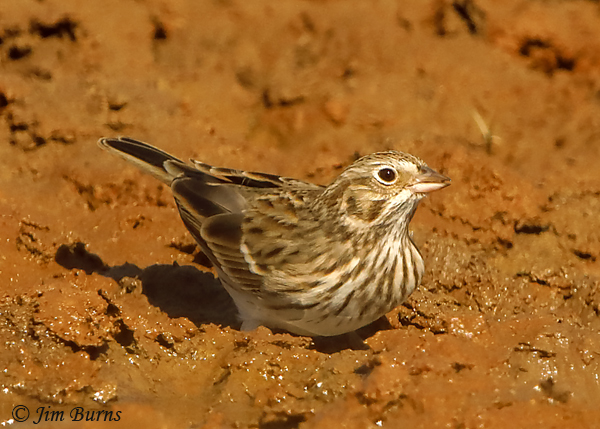 Vesper Sparrow getting a drink--8359
