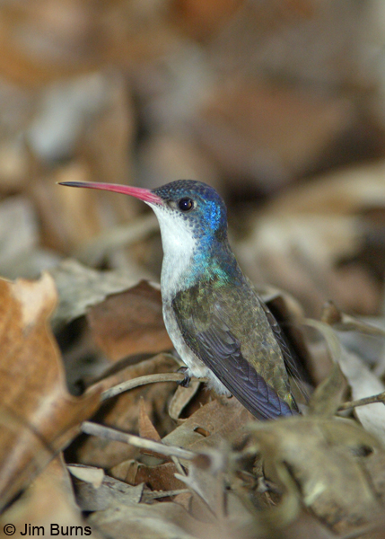 Violet-crowned Hummingbird female at ant nest