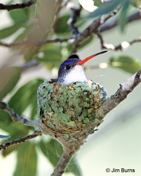 Violet-crowned Hummingbird female on nest
