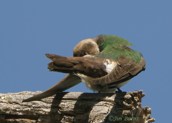 Violet-green Swallow female preening, showing white rump patch--4819