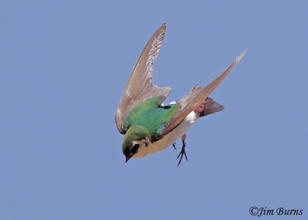 Violet-green Swallow male in flight #3--4879