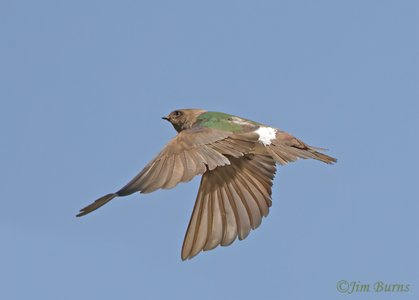 Violet-green Swallow female in flight-4901