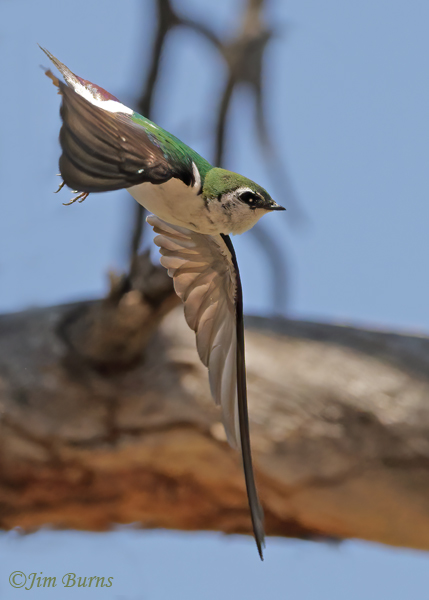 Violet-green Swallow male in flight vertical----4938