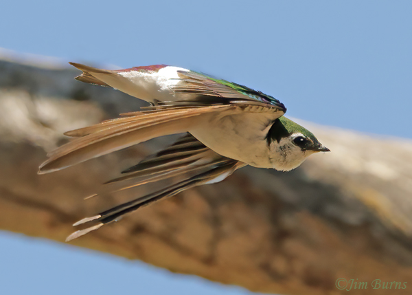 Violet-green Swallow male in flight #2--4940
