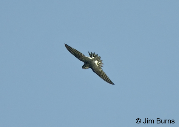 Violet-green Swallow male in flight exposing wraparound flank patch