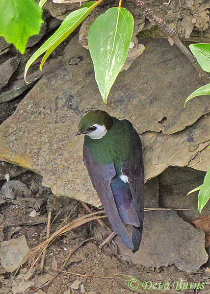 Violet-green Swallow male perched on rock