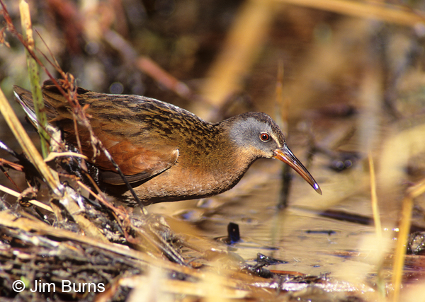 Virginia Rail emerging from the reeds