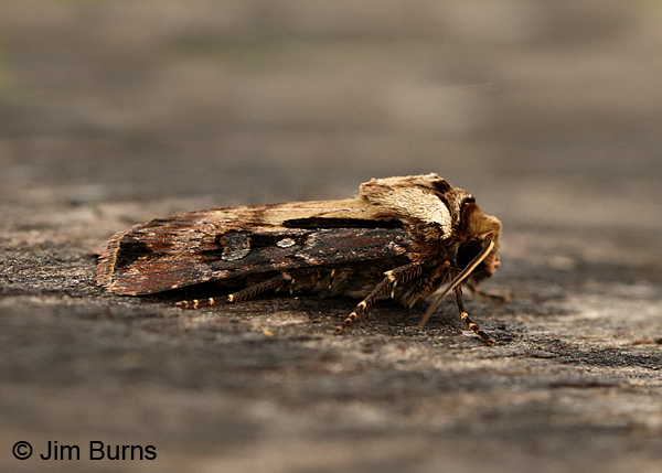 Voluble Dart Moth, Arizona