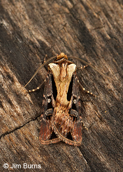 Voluble Dart Moth dorsal view, Arizona