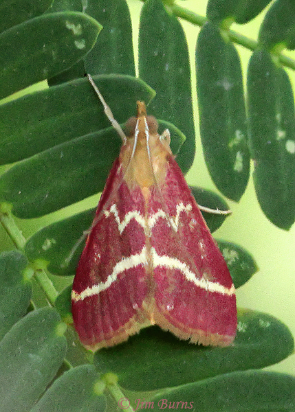 Volupial Pyrausta Moth in Tenaza, Arizona--3519