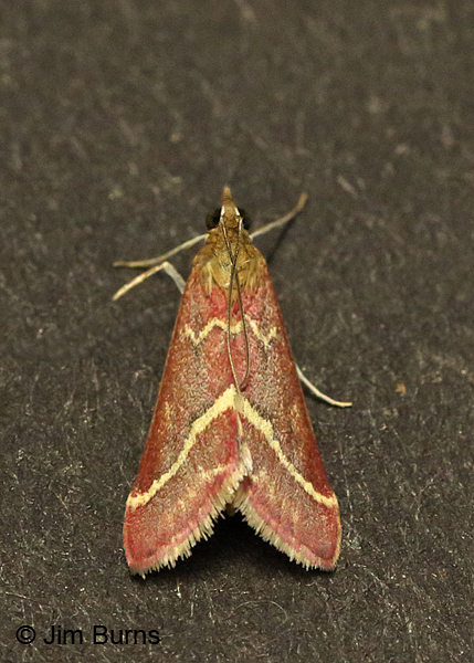 Volupial Pyrausta Moth, Arizona