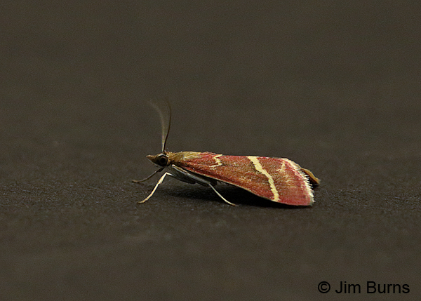 Volupial Pyrausta Moth dorsolateral view, Arizona