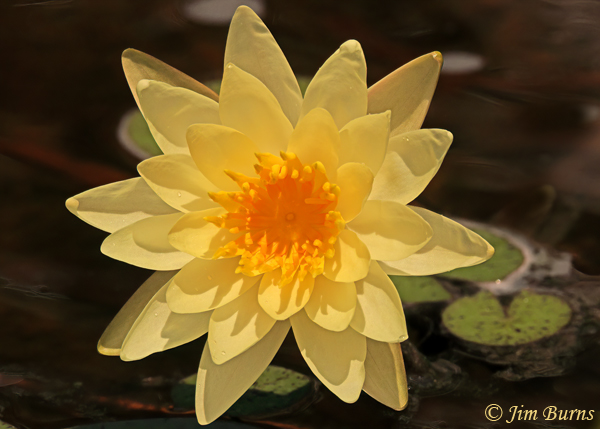 Water Lily, Arizona--0490