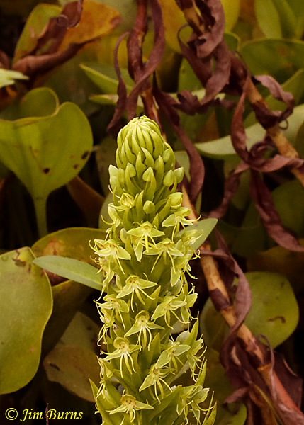 Water Spider Orchid, Oklahoma--5163