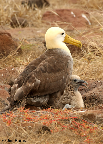 Waved Albatross adult with chick