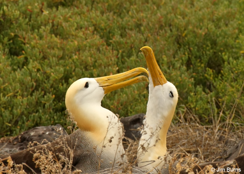 Waved Albatrosses allopreening