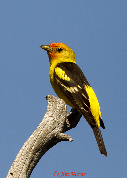 Western Tanager male dorsal view--2833