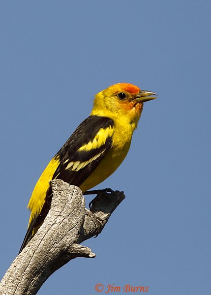 Western Tanager male--2836
