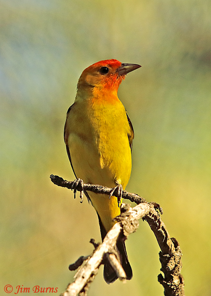 Western Tanager male, a painterly sunrise portrait--2932