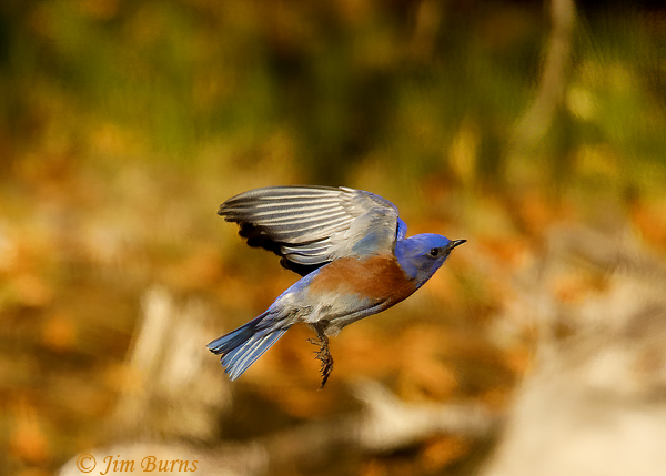 Western Bluebird male in flight #2--1978