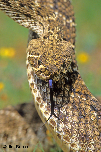Western Diamond-backed Rattlesnake flicking its tongue