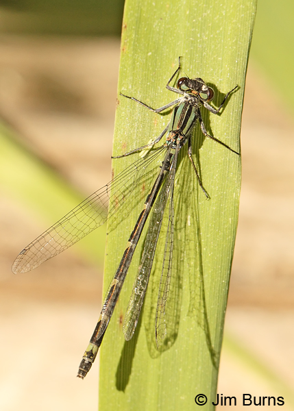 Western Forktail andromorph female dorsal view, Deschutes Co., OR, July 2013
