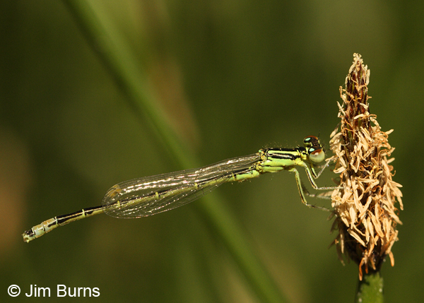Western Forktail immature male, Deschutes Co., OR, July 2013
