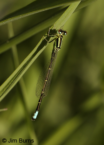 Western Forktail male dorsal view, Colusa Co.,CA, July 2013