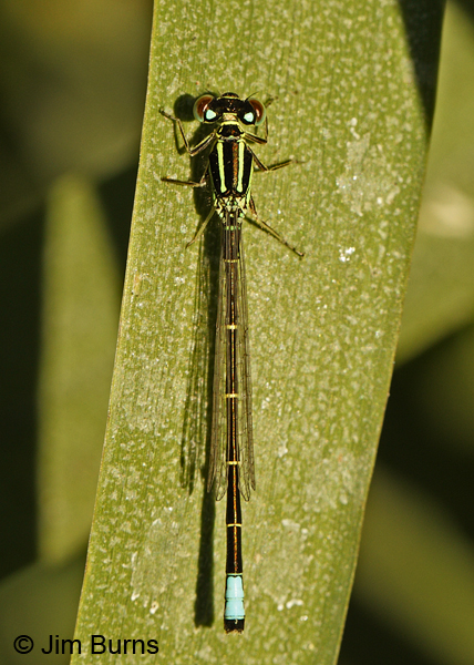 Western Forktail male dorsal view, Deschutes Co., OR, July 2013
