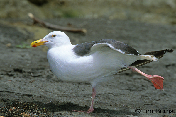 Western Gull adult southern breeding