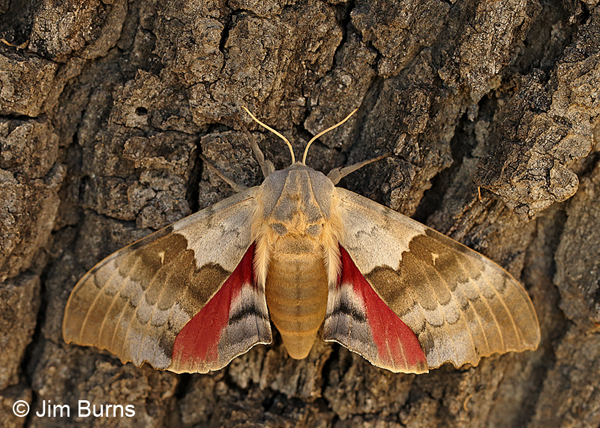 Western Poplar Sphinx Moth female, Arizona