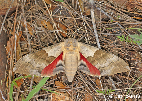 Western Poplar Sphinx Moth hindwing color, Arizona