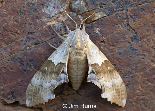 Western Poplar Sphinx Moth on rock wall, Arizona