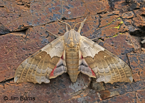 Western Poplar Sphinx Moth on rock wall showing hindwing, Arizona