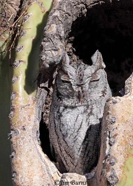 Western-Screech-Owl in daytime roost in Giant Saguaro--4058