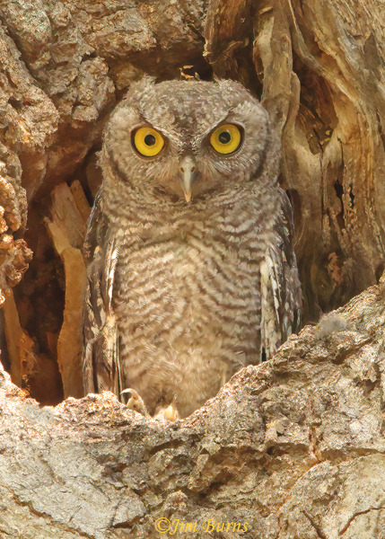 Western Screech-Owl in daytime Cottonwood  roost hole--8604