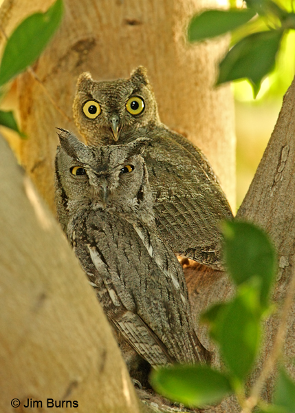 Western Screech-Owl adult and brancher