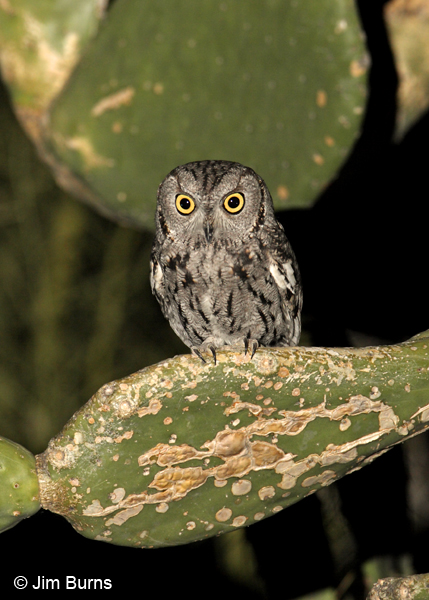 Western Screech-Owl in cactus