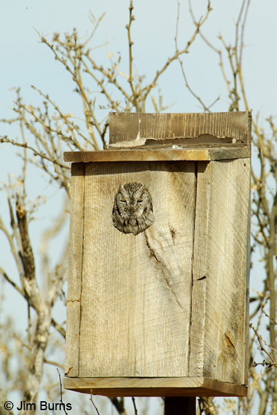 Western Screech-Owl in nest box