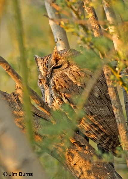 Western Screech-Owl on day roost