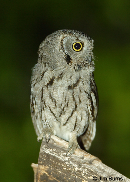 Western Screech-Owl on log