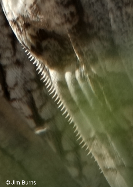 Western Screech-Owl wing detail showing serrations for silent flight