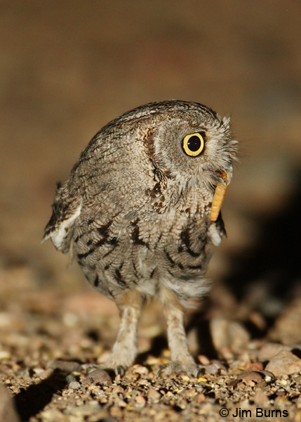 Western Screech-Owl with worm