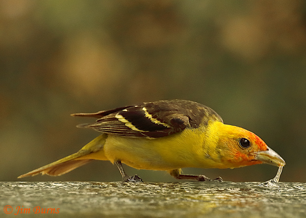 Western Tanager male drinking at water hole--4790