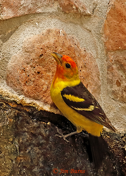 Western Tanager male drinking at water feature--1868