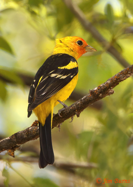 Western Tanager male in habitat--3051